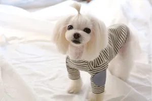 Striped pet dog clothes autumn winter cute puppy sweatshirt for small dogs cats clothing
