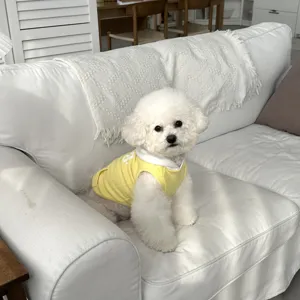 Felpa gialla carina per cani con cappuccio bianco, comodo abbigliamento per piccoli cani.