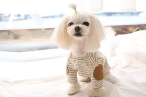 Cute pet striped sweatshirt detail, soft dog clothes for small dogs like teddy and bichon.