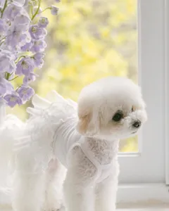 Cute white puppy wearing a thin lace pet dress summer strap apparel for small dogs.