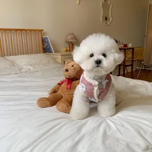 Close-up of a cute pet wearing a warm pink patterned vest, cozy bedroom background.