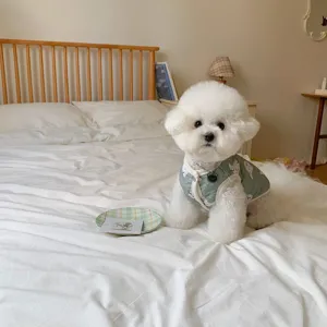 Cute pet winter vest for small dogs and cats, cozy cotton coat for puppy warmth and daily wear.