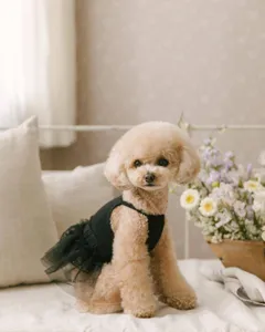 Chic black pet dress with tulle skirt, perfect summer apparel for small dogs and cute puppies.