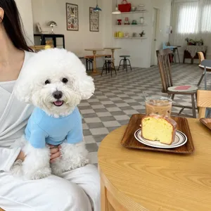 Detailansicht eines süßen Hundes im hellblauen Rippen-Haustierpullover in gemütlichem Café.