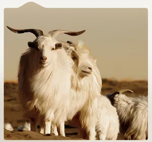Detailed view of cashmere goats showing natural material source for warm winter wool socks.