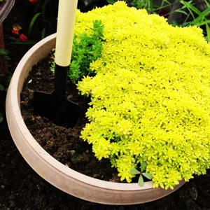 Primo piano di pianta grassa sedum giallo brillante in vaso con una mini paletta.