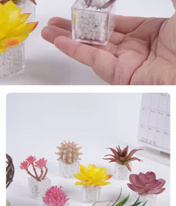 Primo piano di piante succulente artificiali in miniatura in vasi trasparenti con pietre bianche.