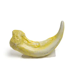 Resin animal claw pendant necklace accessory, fake bone tooth skull charm for DIY jewelry craft.