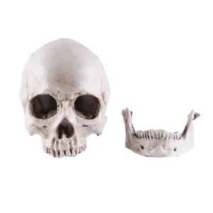 Modèle de crâne humain en résine, mâchoire amovible, outil pédagogique et accessoire d'Halloween.