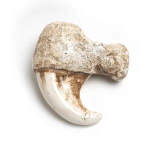 Resin animal claw pendant closeup detail showing realistic textured surface and curved design.