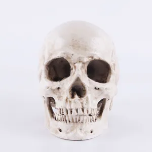 Modèle de crâne humain en résine, réplique anatomique réaliste pour Halloween et enseignement.