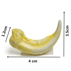 Resin animal claw pendant detail view, skull necklace accessory with precise dimension marks.