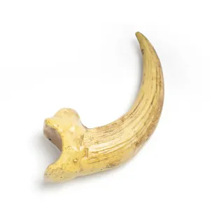 Detailed close-up view of the resin animal claw pendant, showing realistic bone texture and color.