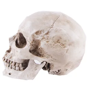 Modèle de crâne humain en résine décoration d'Halloween accessoire de fête effrayant médical