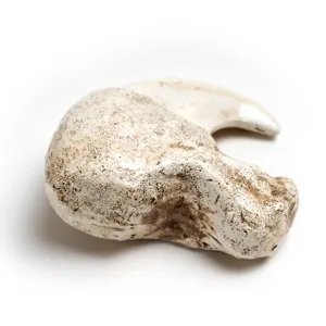 Close-up detail of resin animal claw replica, aged texture accessory for DIY jewelry.