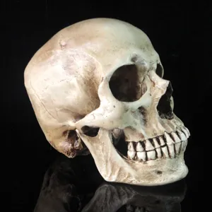Modèle de crâne humain en résine, accessoire déco Halloween, fourniture d'anatomie squelette.