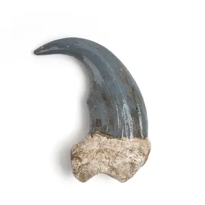 Gros plan sur le pendentif griffe d'ours en résine, réplique de fossile pour collier