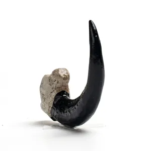 Close-up detail of resin vulture claw pendant, realistic animal tooth necklace accessory decor.