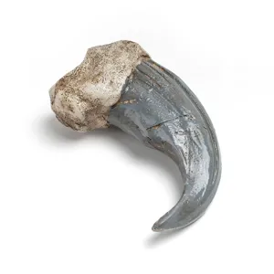 Vue détaillée d'un pendentif griffe d'animal en résine, réplique réaliste de griffe de dinosaure.