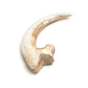 Resin vulture claw pendant necklace accessory animal skull tooth gothic jewelry dark charm
