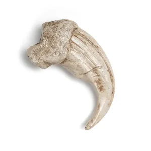 Vue détaillée du pendentif griffe d'animal en résine, couleur os antique pour collier.