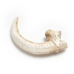 Resin vulture claw pendant detail shot, realistic bone texture craft accessory style.