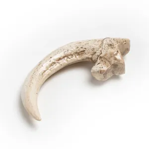 Detailed close-up view of the resin raptor claw pendant, showing realistic bone texture details.