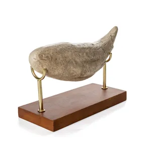 Replica di fossile di dente di orso cavernicolo in resina con base in legno dettaglio vista