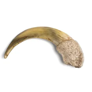 Detailansicht des Harz-Ameisenbärenkralle-Anhängers, realistische fossile Tiermotiv-Halskette.