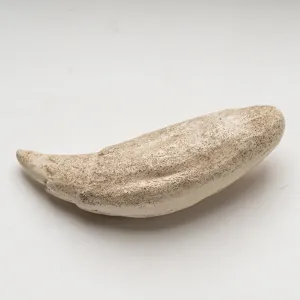 Ciondolo replica di dente di orso delle caverne in resina per collana artigianale fai-da-te.