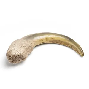 Kunstharz Ameisenbaer Klaue Replik Anhaenger DIY Halskette Zubehoer Fossil Imitation.