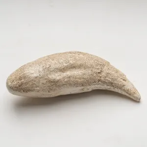Replica di fossile di dente di orso cavernicolo in resina, accessorio decorativo.