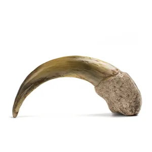 Nahaufnahme einer realistischen Tierklaue aus Kunstharz mit feiner Knochenstruktur.