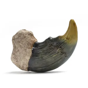 Harz Tierklaue Replik Anhänger Zubehör Fossil Stil Sammlerstück Dekor Display Artikel