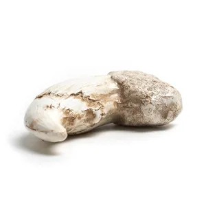 Harz Tierkralle Anhänger Nachbildung, detailliertes Fossil-Stil Simulationszubehör für DIY Kette.