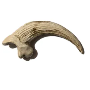 Resin claw pendant dinosaur talon necklace accessory gothic tooth skull amulet pendant