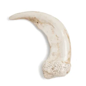 Resin animal claw pendant necklace accessory replica detail view showing curved realistic texture.