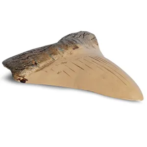 Réplique de fossile de dent de requin Mégalodon en résine pour enseignement et accessoire déco