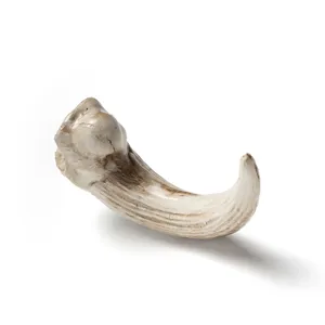 Resin animal claw pendant detail, vintage bone style necklace accessory, gothic amulet charm.