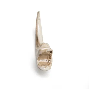 Resin animal claw tooth pendant necklace DIY craft gothic punk accessory gothic jewelry component