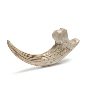 Close-up detail of resin animal claw pendant, vintage bone texture accessory display.