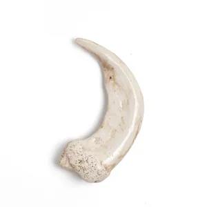 Resin animal claw pendant necklace accessory skeleton skull mascot DIY craft supply item.