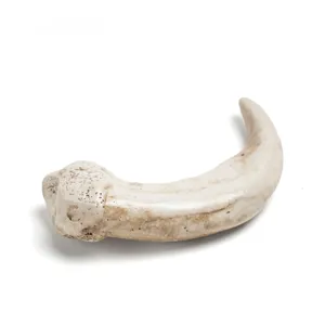 Resin animal claw pendant detail shot, realistic bone texture necklace DIY accessory.
