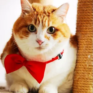 Hübsches rotes Fliegen-Haustierhalsband für Katzen und kleine Hunde, weiches Stoff-Halsband.