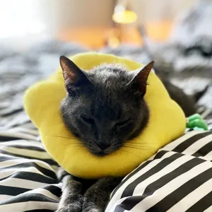 Cute flower pet Elizabethan collar soft anti licking cat cone recovery suit for kittens and dogs