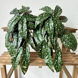 Artificial hanging plant with polka dot green leaves for indoor home wall decoration.