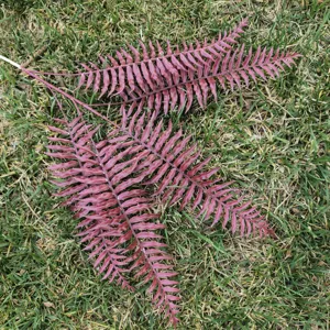 Artificial burgundy fern branch faux plant leaves for home wall decor and wedding floral design