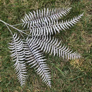 Detail view of artificial silver fern leaf branch for home decor and wedding floral wall arrangements.