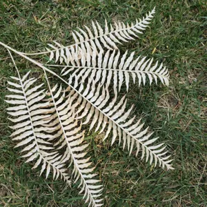 Artificial white fern leaf branch for home decor wedding floral arrangement and wall decor.