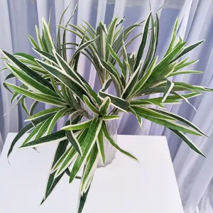 Vue détaillée d'une plante verte artificielle panachée à bords blancs dans un vase.